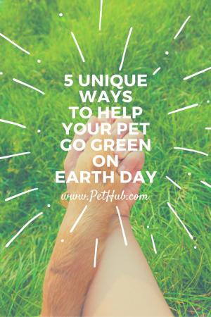 5 Unique Ways to Help Your Pet Go Green on Earth Day